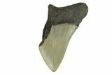 Bargain, Fossil Megalodon Tooth - Serrated Blade #295408-1